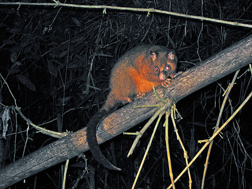 Coppery brushtail possum